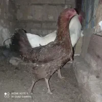تخم‌مرغ لاری نطفه دار  جوج لاری هم دارم
