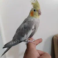 عروس هلندی نر5ماهه سخنگو