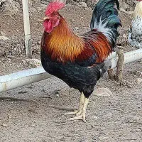 5 عدد خروس تکی و یجایی