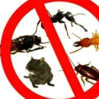 سم پاشی ساس سوسک شبانه روزی  حتی روزهای تعطیل|خدمات نظافت|کرج, مارلیک|دیوار