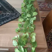 ریسه برگ پتوس