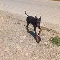سگ دوبرمن
