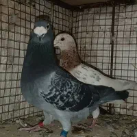 کبوتر بوم آلمانی