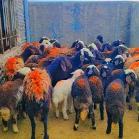 30 راس میش غزل افشار و پلنگی بره دار فروشی