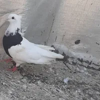 کبوتر طوقی سیاه
