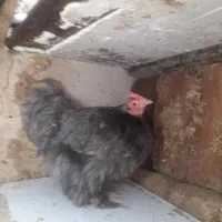 مرغ برهما بلو مینی