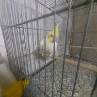 عروس هلندی