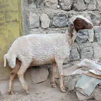 گوسفند جوان با بره بزرگ درجه یک قیمت 28ملیون500 بز