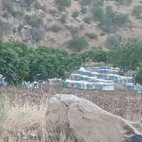 کندو زنبور عسل