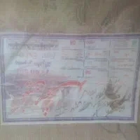 فرش|فرش|تایباد, |دیوار