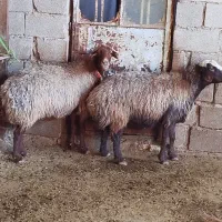 2 راس میش افشاری