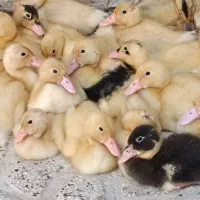 فروش جوجه اردک 20روزه  نگهداری در آب وفضای ازاد