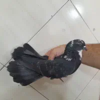 کفتر پرشی(گرفتنی بلندی)