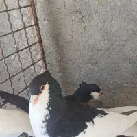 دوجفت خوشرنگ کاشونی