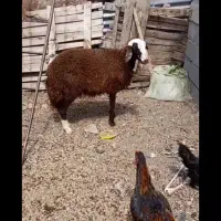 بره ماده