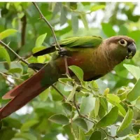 گمشدن طوطی گری نچیک سبزسه ماهه