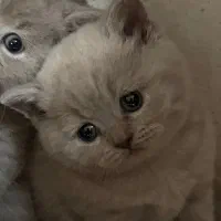 بریتیش خالص