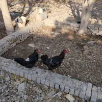 چهار عدد مرغ تخم گذار