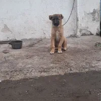 سگ سراب