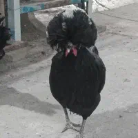 خروس لهستانی