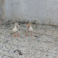 دوتا اردک