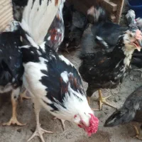 جوجه محلی وگلین