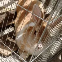 خرگوش|موش و خرگوش|کرمانشاه, |دیوار
