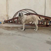 سگ سرابی عراقی