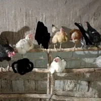 مرغ محلی دورگه یک ساله و سه ساله