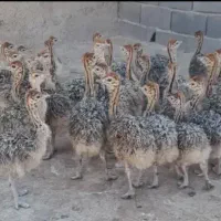 جوجه شتر مرغ یک ماهه