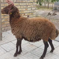 بره نر