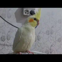 جفت لوتینو ماده و نر سینامون