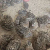 بلدرچین تخمگذار