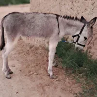 کره‌ الاغ ماده