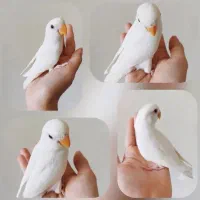 کوتوله برزیلی