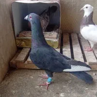 ‌کبوتر