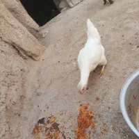 مرغ|حیوانات مزرعه|افشار, |دیوار