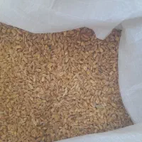 گندم پیشگام