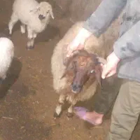 بر نر گوشتی 27میلیون