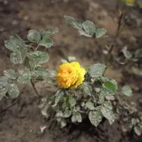 اجاره آپارتمان ۴۵ متری ۱ خوابه در طوس