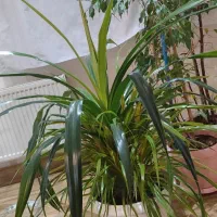 گل و گیاه|گل و گیاه طبیعی|خسروشاه, |دیوار