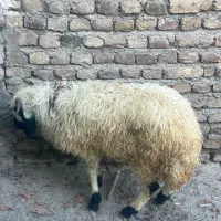بره نر گیج شده قیمت مناسب