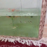 ماهی کپی