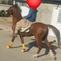 اسب عرب