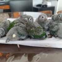 گرینچیک