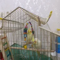 عروس هلندی