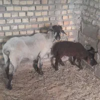 گوسفند با بره ماده هترو .گوسفند با بره ماده