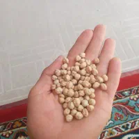 نخود درجه ۱ نخود کرمانشاه