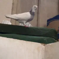 طوقی خالدار