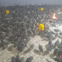 جوجه بوقلمون برنز انگلیسی
